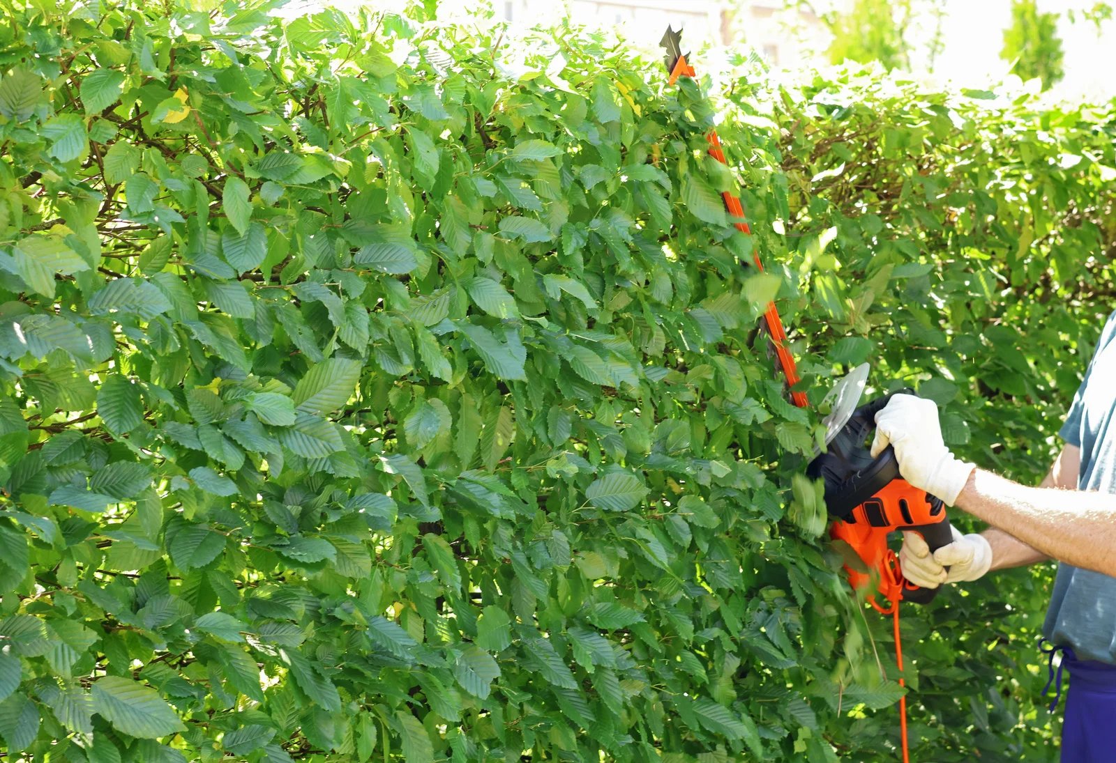 tree removal near me in Deer Park